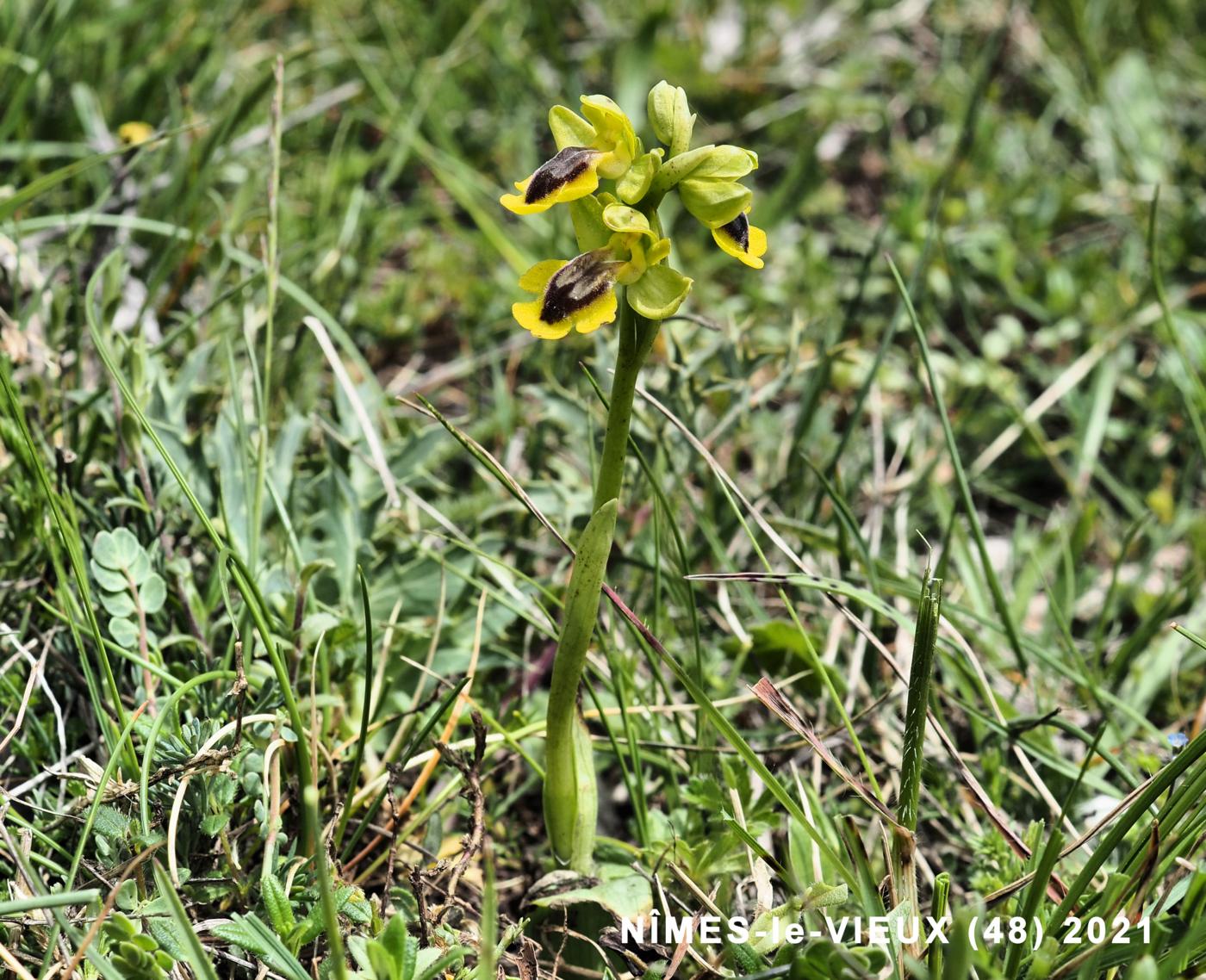 Ophrys, Yellow plant